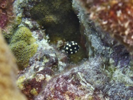 IMG 4218 Smooth Trunkfish Juvenile